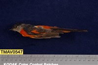 藏品(灰喉山椒鳥)的圖片